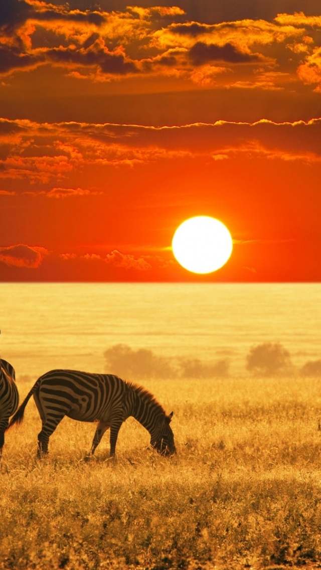 Savannah Africa Zebras Sunset iPhone Wallpaper
