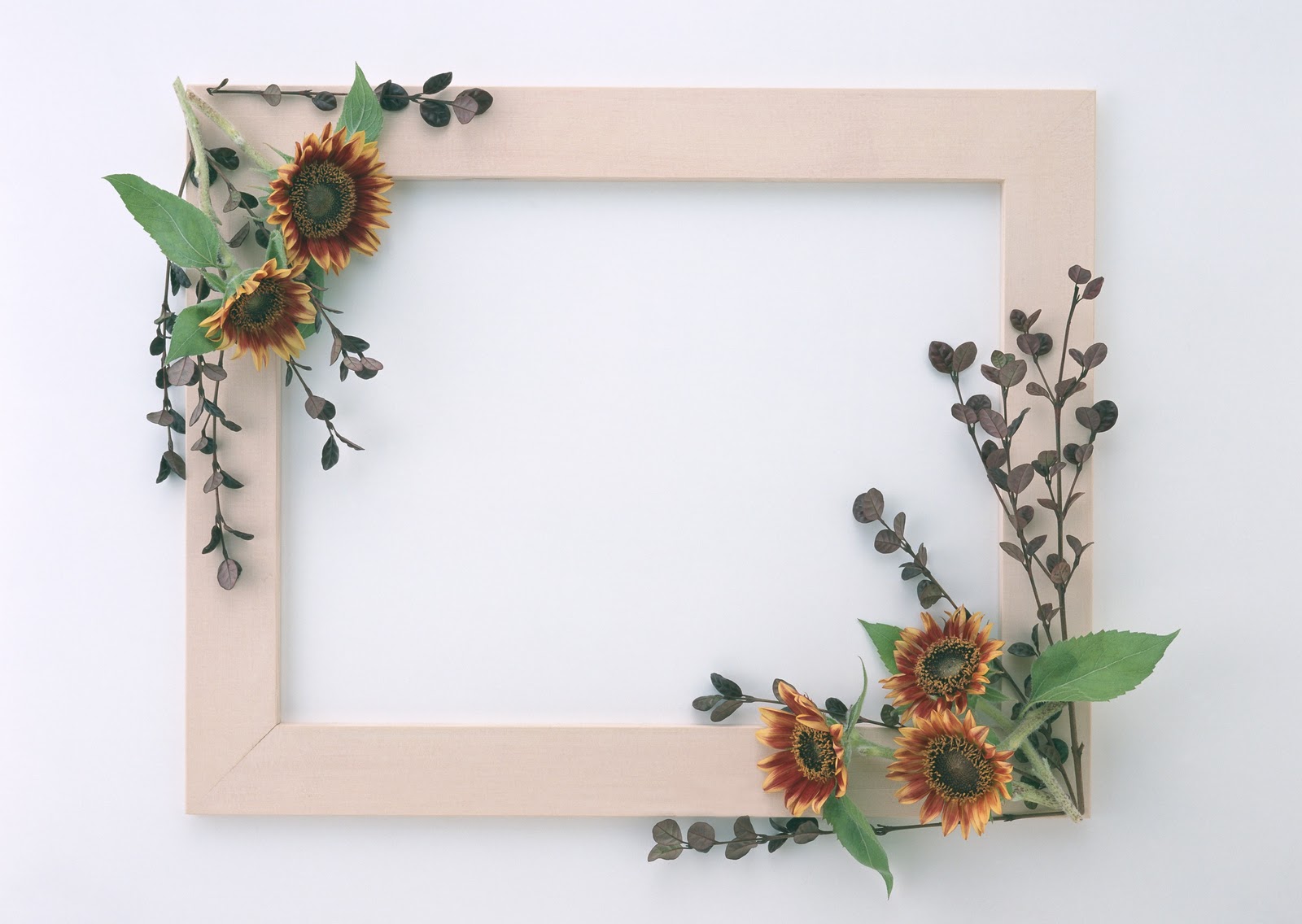 Beautiful Stylish Flowers Photo Frames Wallpaper HD