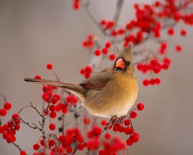 Cardinals Birds Desktop Wallpaper