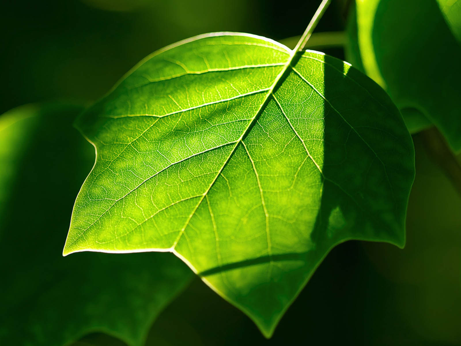 wallpapers Green Leaf Wallpapers