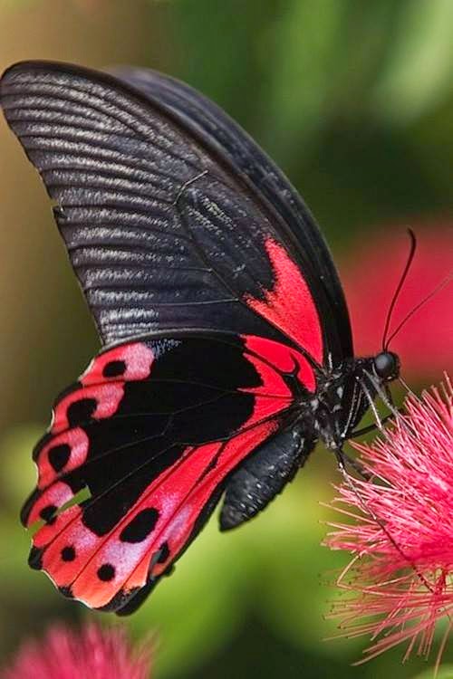 Free Download Cute Butterflies Pictures Download Beautiful Butterflies 500x750 For Your Desktop Mobile Tablet Explore 75 Cute Butterfly Backgrounds Cute Butterfly Wallpapers Cute Butterfly Wallpaper Background Cute Butterfly