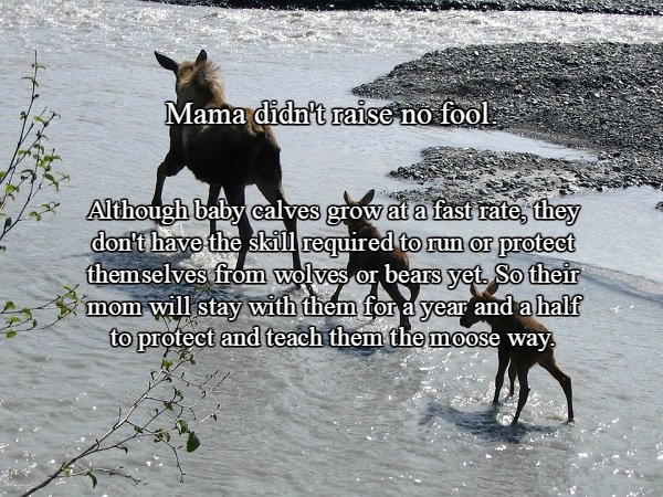 Things To Know About The Almighty Moose Photos Thechive