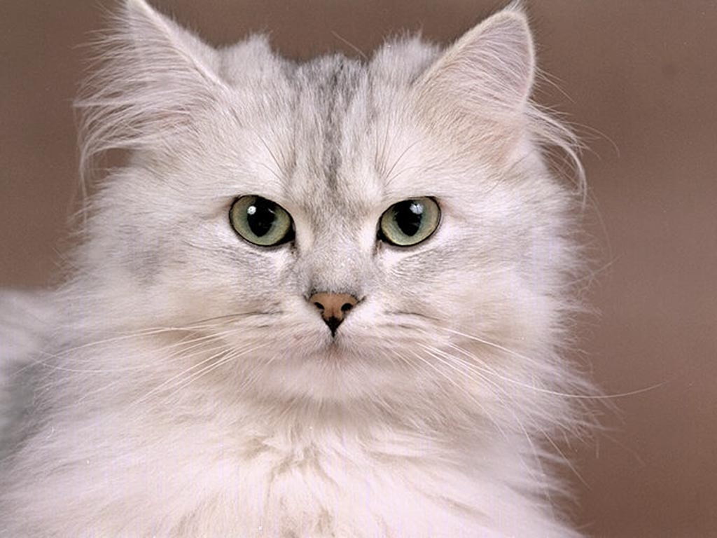 Free Cat Wallpaper Cute Cat Pictures Animal Desktop Backgrounds