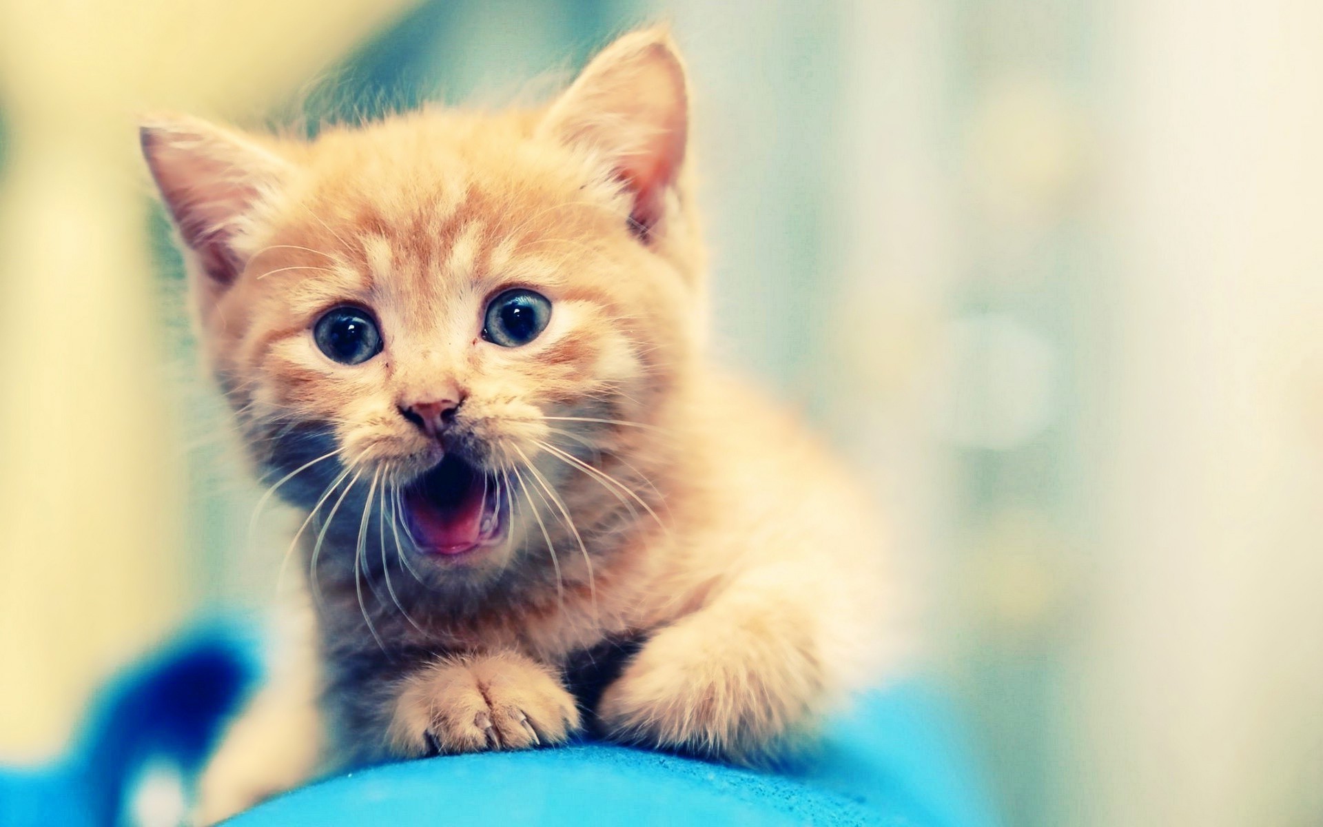 Adorable ginger kitten with wide eyes and open mouth, lying on a blue surface