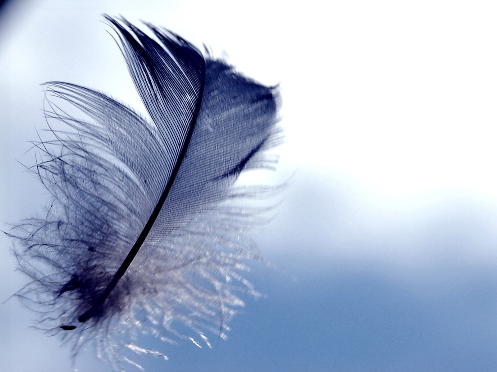 Feather Wallpaper HD