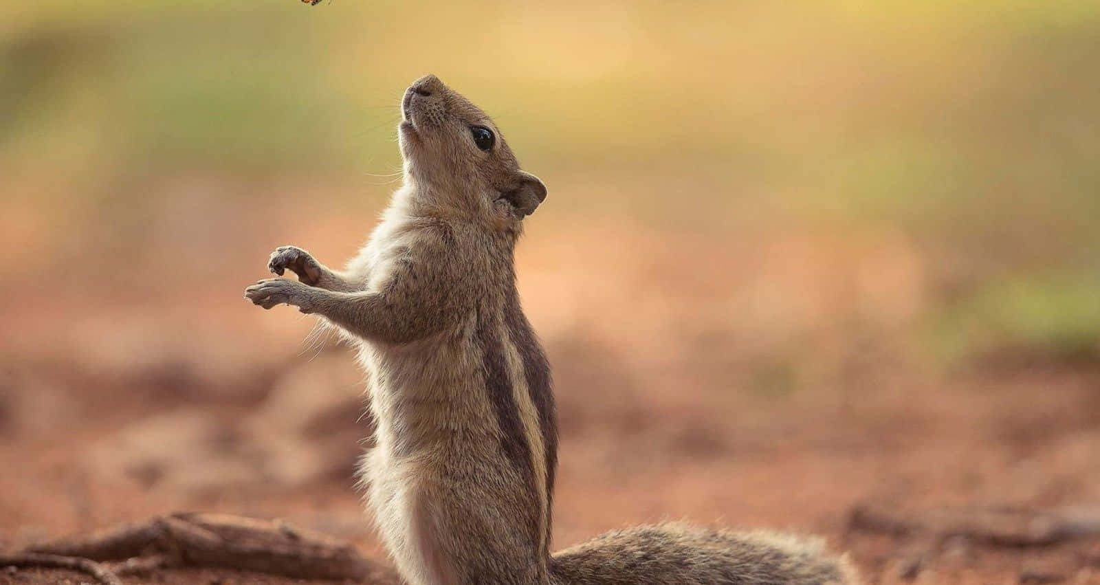 Baixe Fundodo Animal Planet Wallpaper