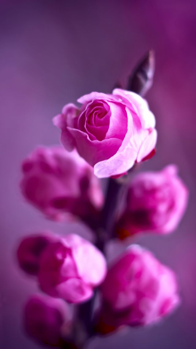 Pink roses branch iPhone 5s Wallpaper iPhone 5SE Wallpapers