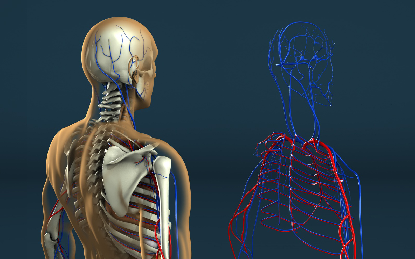 Human Anatomy by Stefan1502 on
