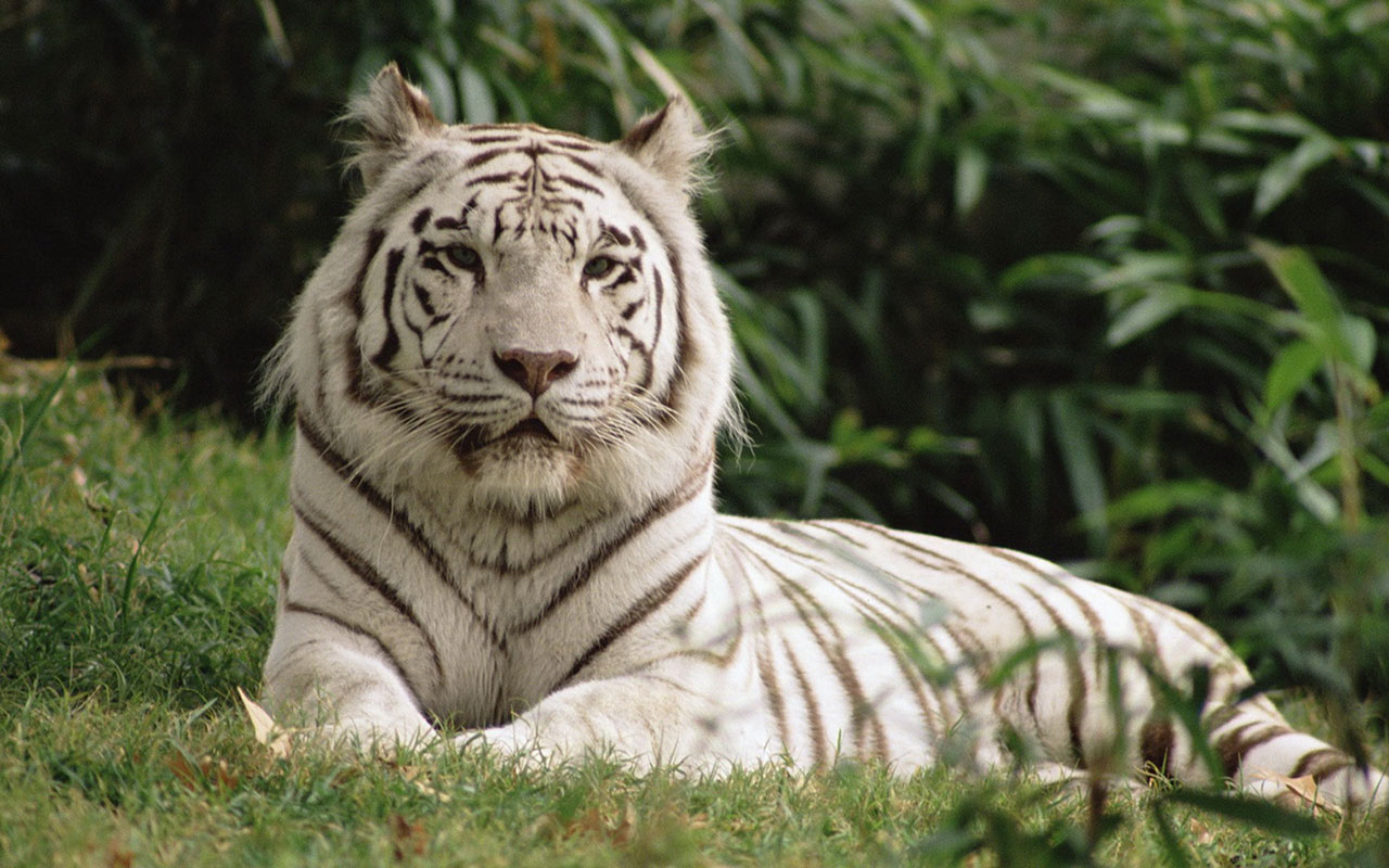 White Tiger HD Close Up Wallpaper Animal