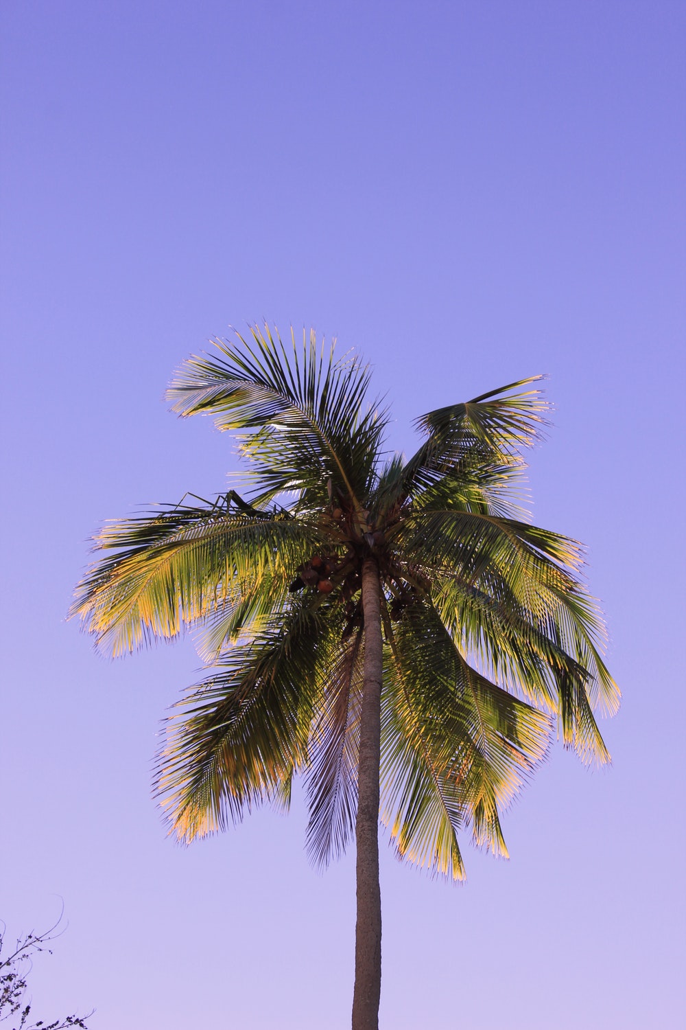 Best 500 Coconut Tree Pictures [HD] Download Free Images on
