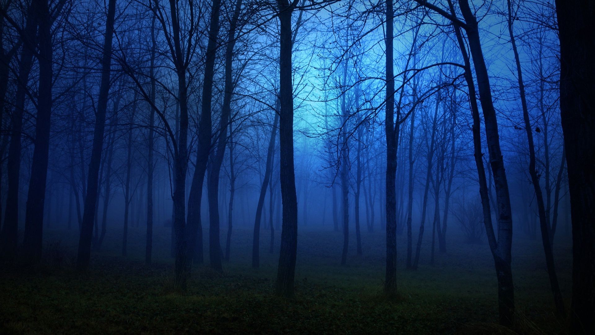 Forest At Night Background HD Wallpaper Image