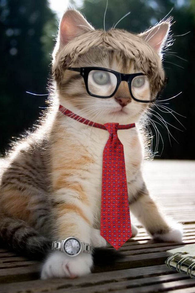 Wearing Glasses Cat iPhone Wallpaper Ipod Touch