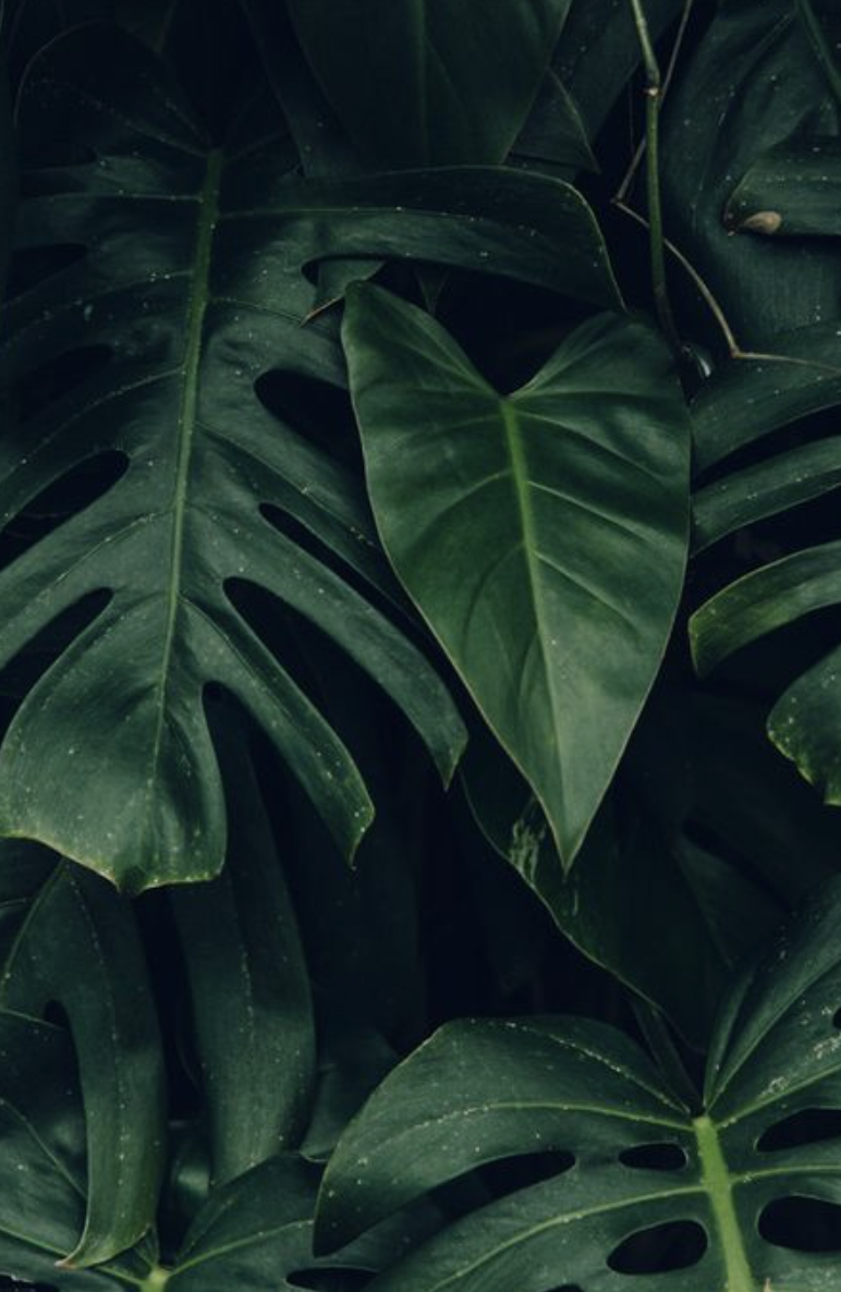 Free download palm leaves hawaii aesthetic tropical plants plantspo  [772x1186] for your Desktop, Mobile & Tablet | Explore 34+ Wallpaper  Aesthetic Green | Green Wallpaper Green Green Lmage, Green Wallpapers Green  GreenN,