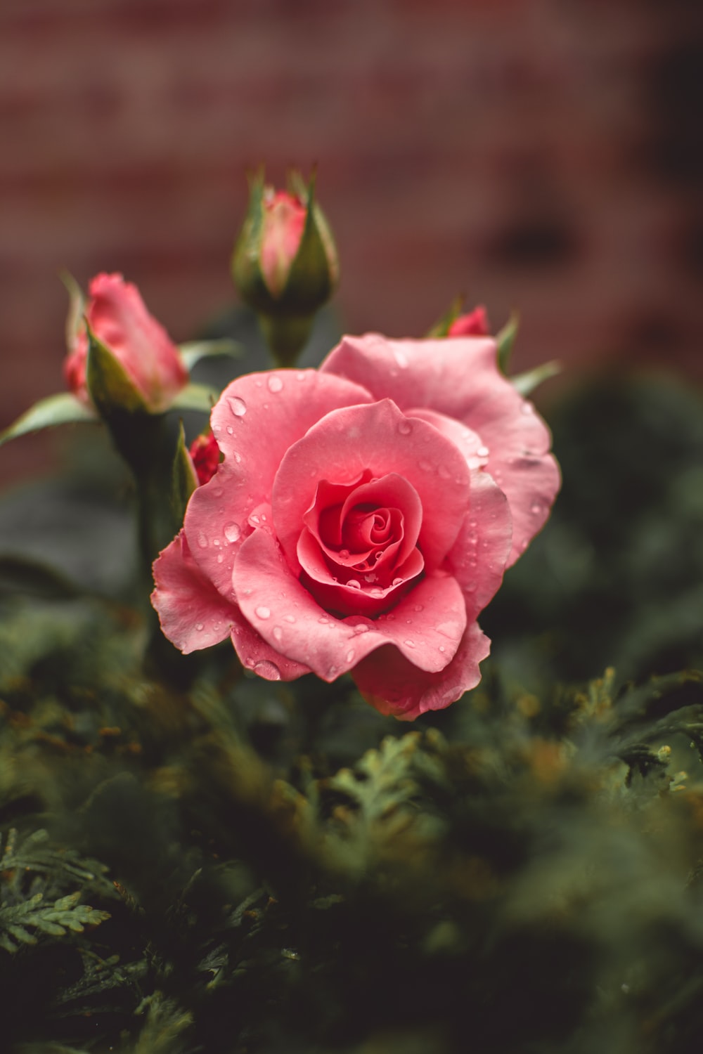 Free download Rose Wallpapers HD Download [500 HQ] Unsplash [1000x1500 ...