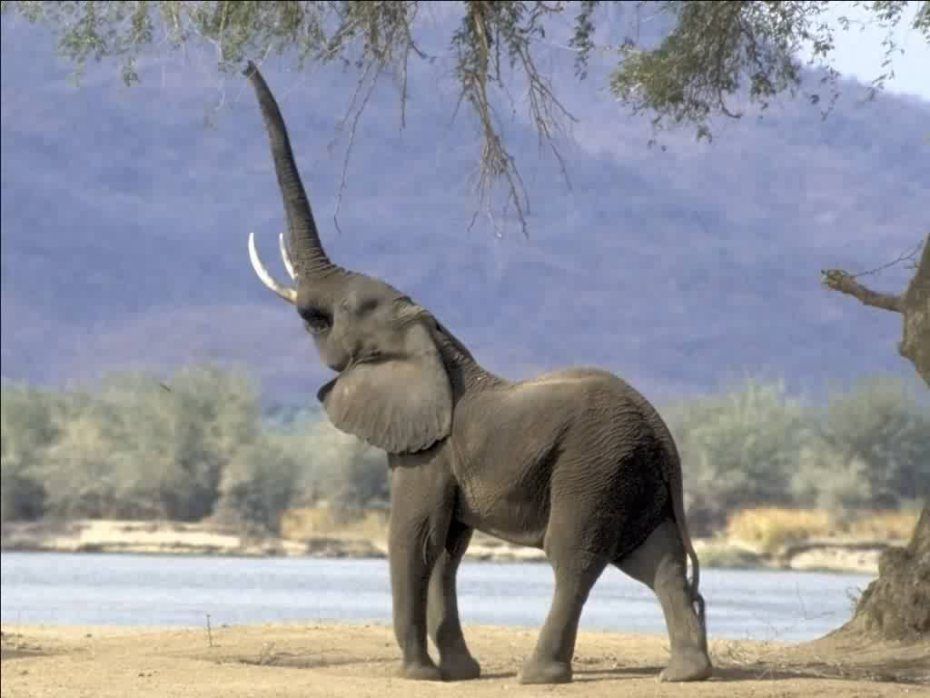 Animal Meaning Mammoth Animals Elephant Image Day