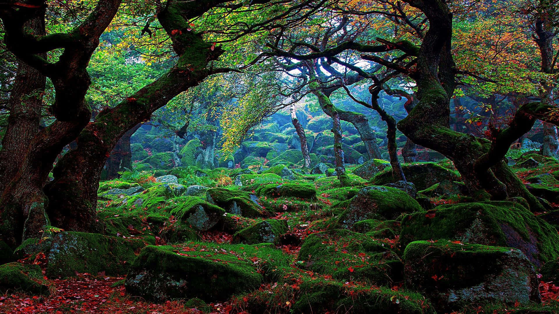 Nature Forest HD Wallpaper