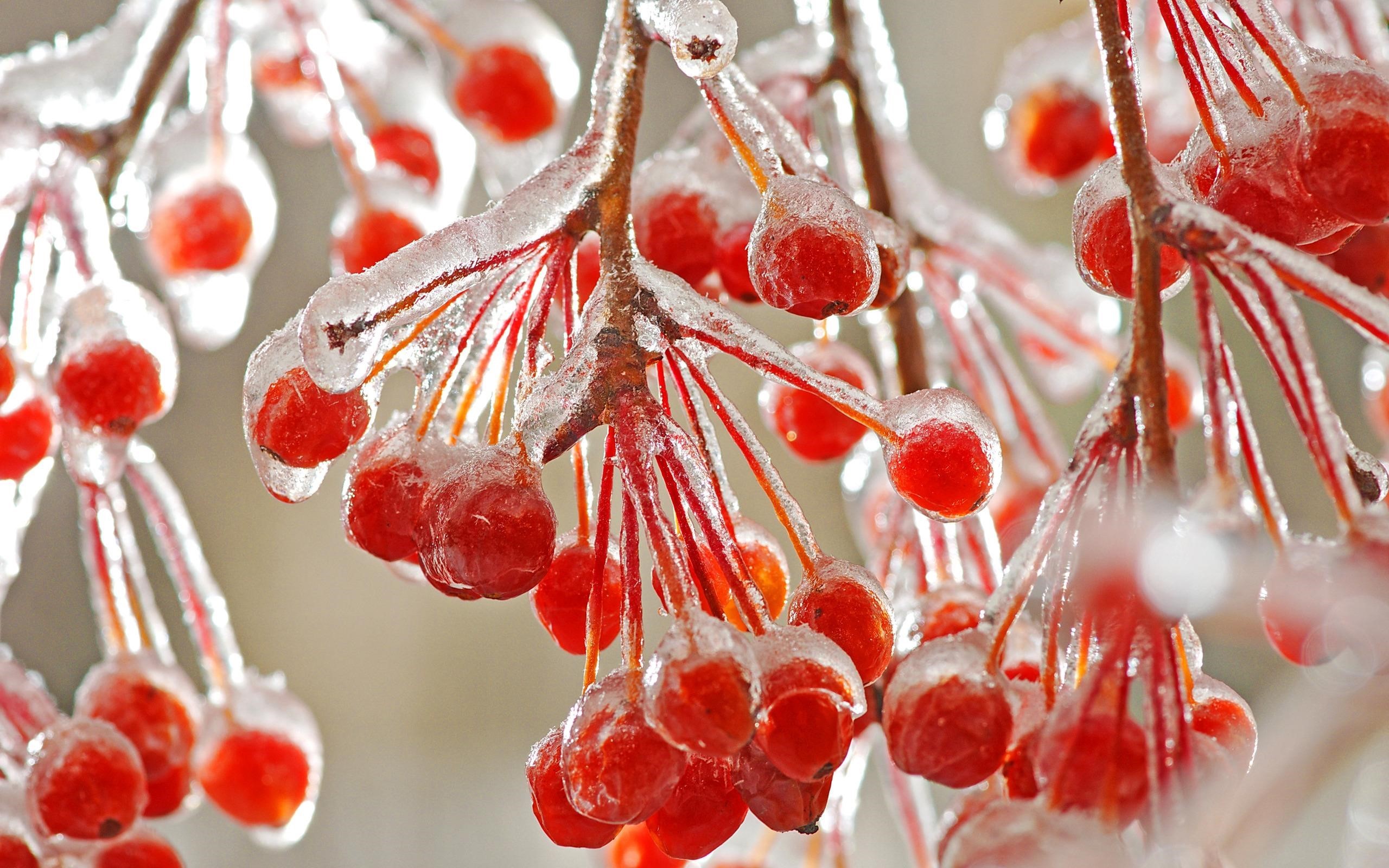 Frozen Red Berries HD Wallpaper