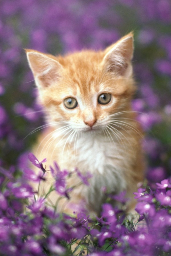 Cute Cat In Flowers iPhone Wallpaper Walls