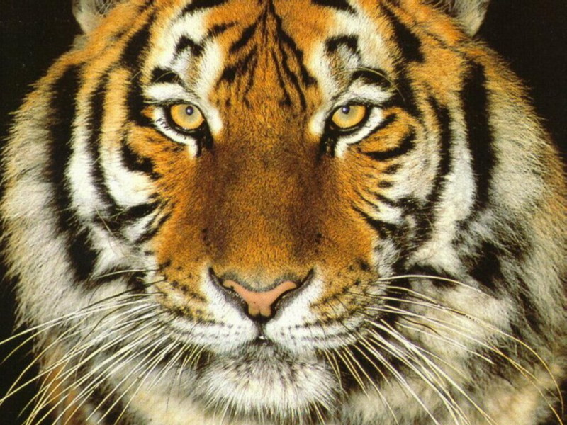 Tigers images Tiger Wallpaper wallpaper photos 9981604