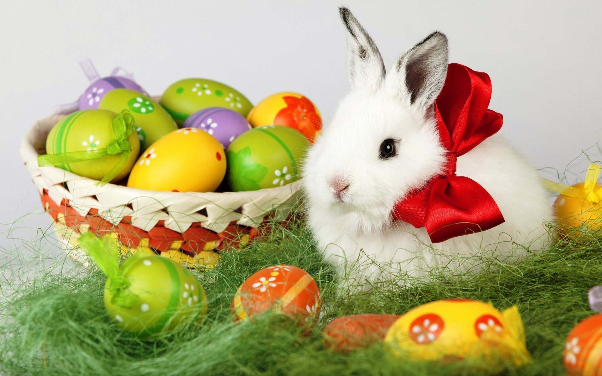 Pics Photos Easter Bunny Background HD Wallpaper