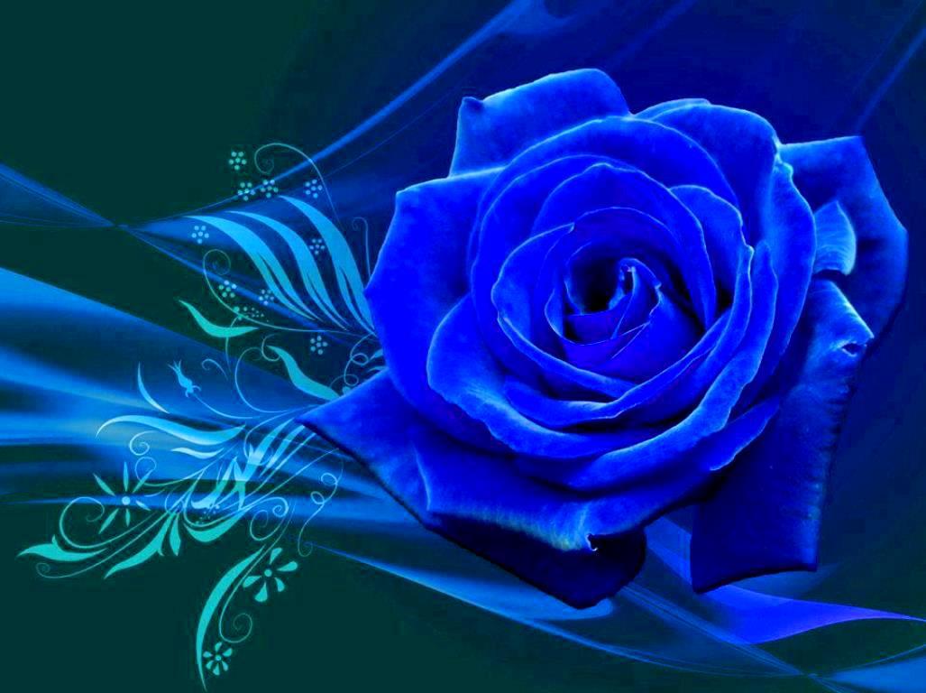 Blue Rose Background Wallpaper - WallpaperSafari