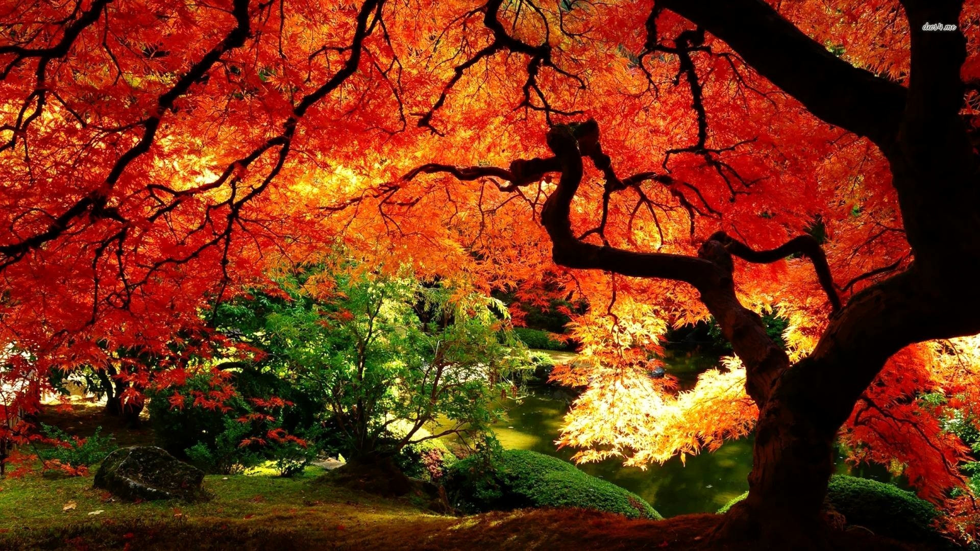 Cartoon Falling Leaves Lovely 75 Fall Leaves Wallpapers On