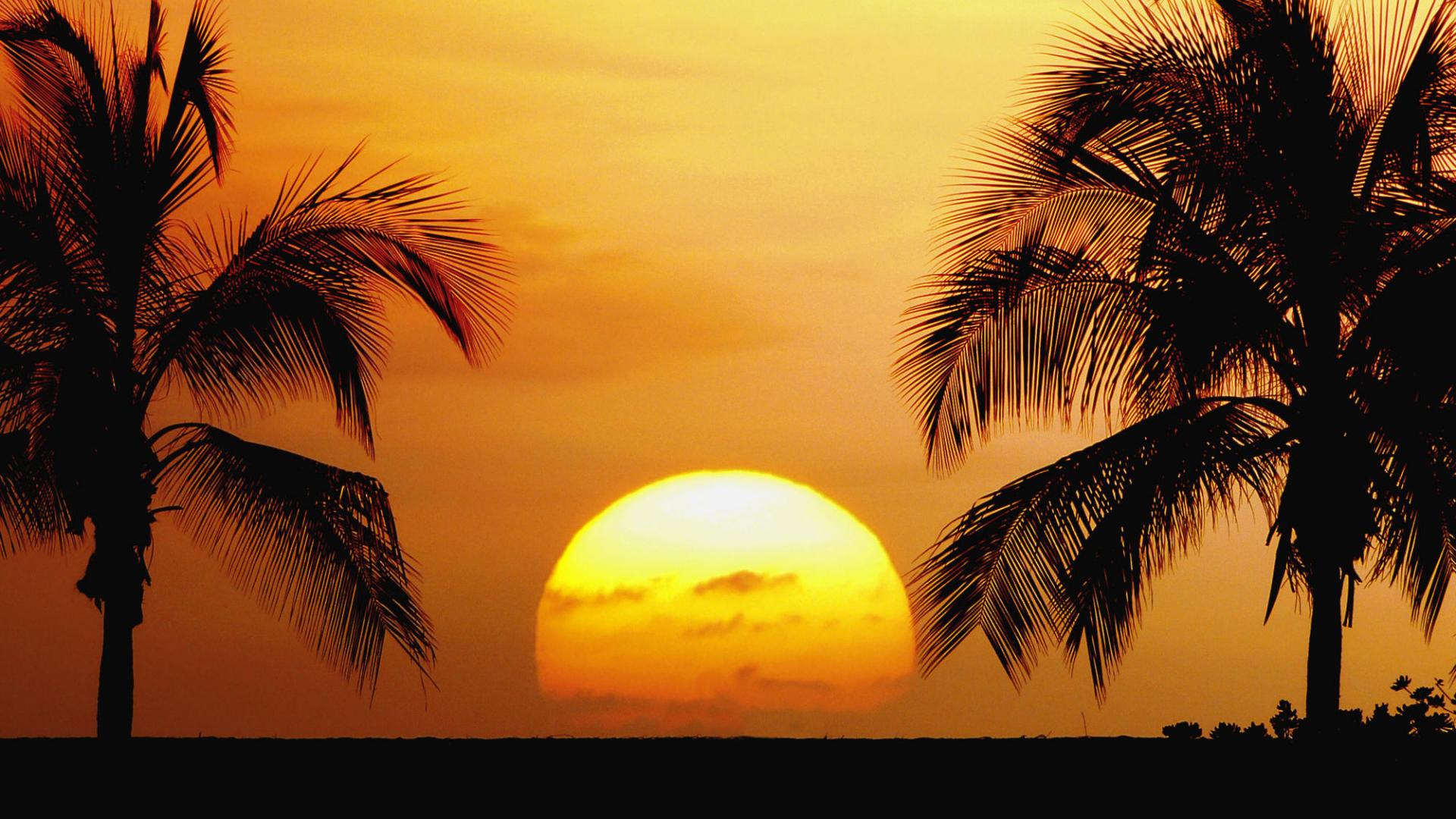 Tropical Beaches Beautiful Palm Trees Sunrise Sunset Landscape