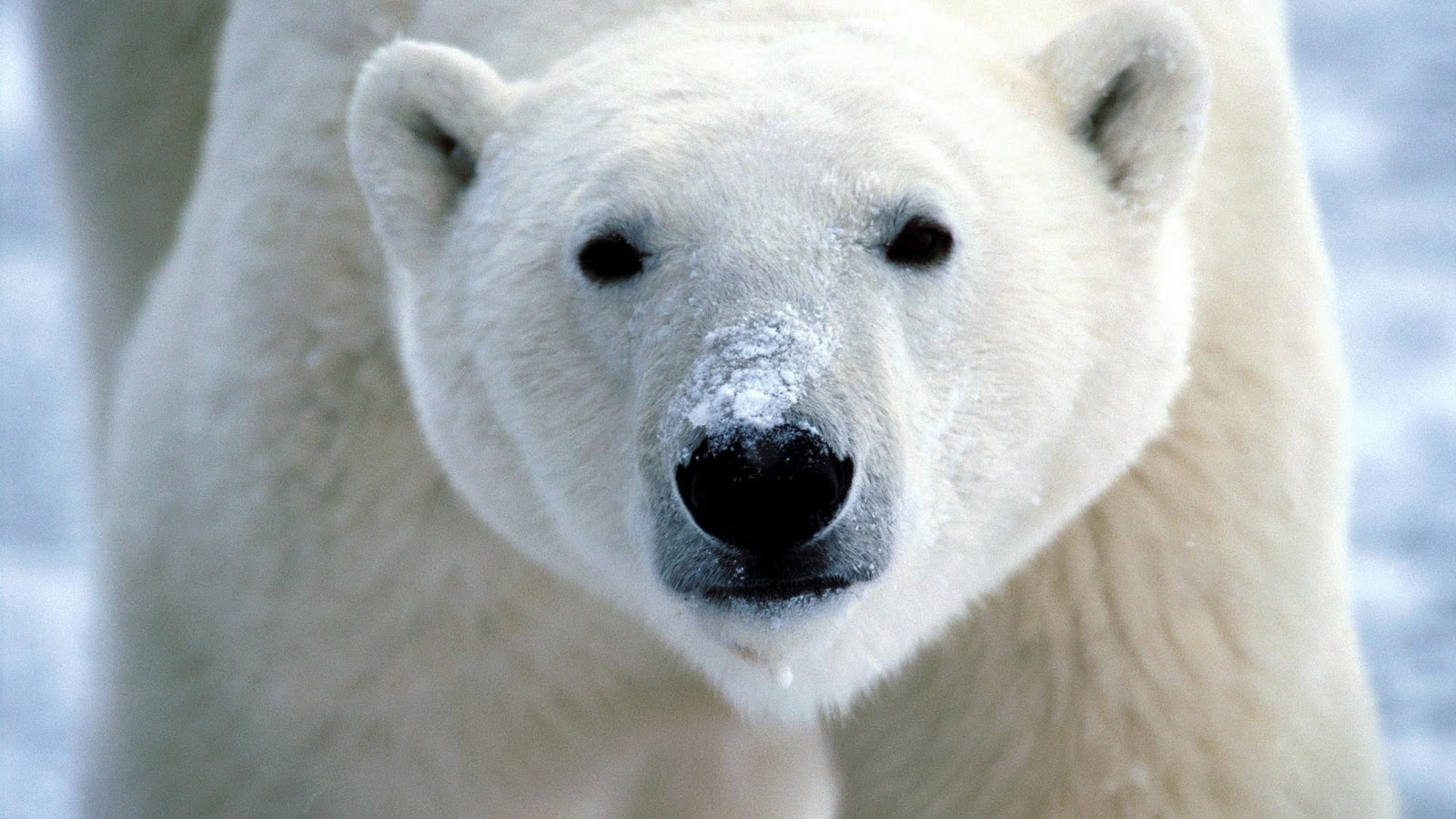 Polar Bear Close Up X HD Bears Family 1080p