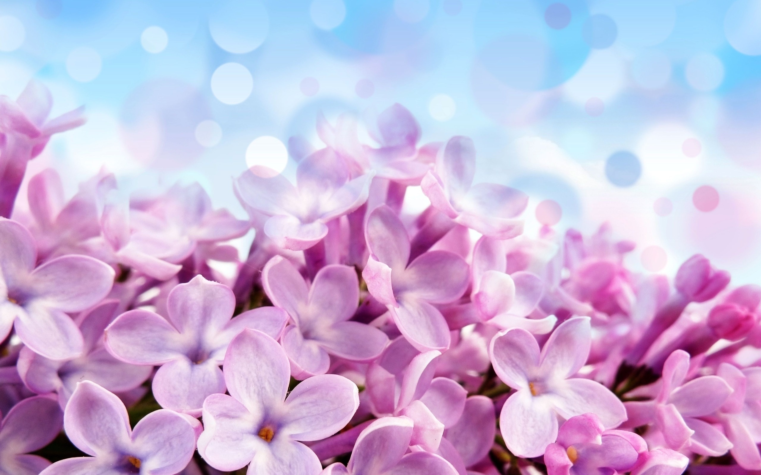 Purple Hydrangea Wallpaper High Definition Quality