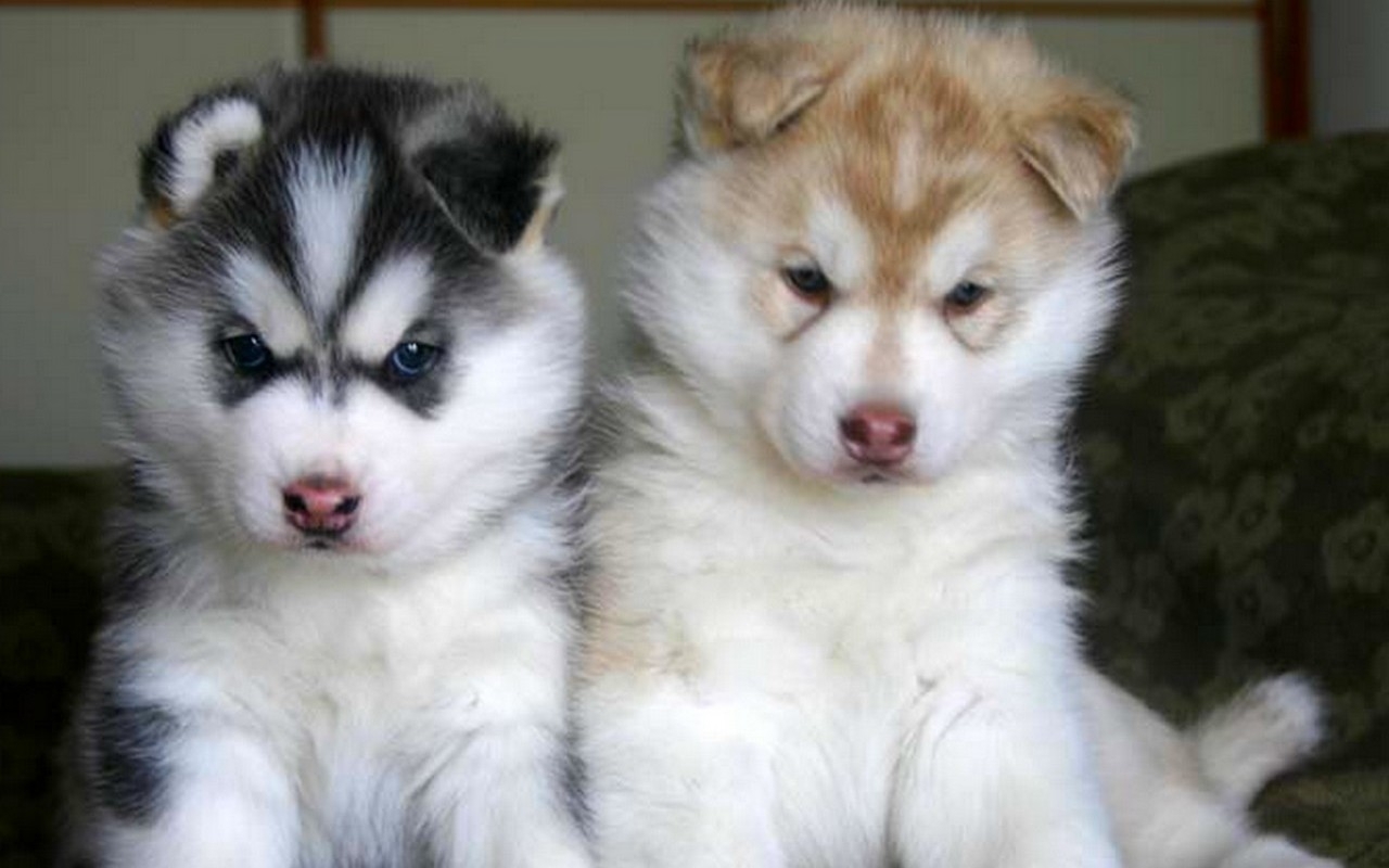 Siberian Husky Puppies Cute Puppy Image Pictures
