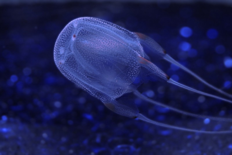 Box Jellyfish Attack On An Open Water Swimmer