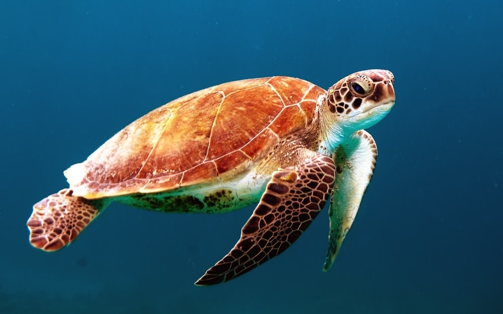 Turtle Pictures Image