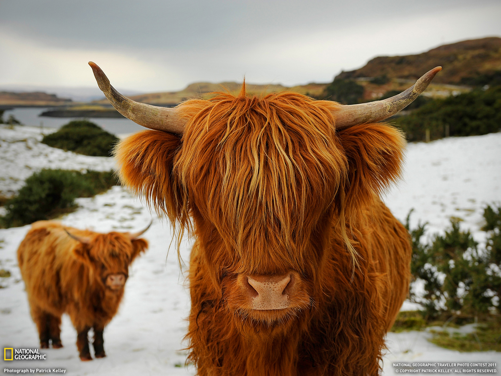 Download Fluffy Highland Cow Herd Wallpaper  Wallpaperscom
