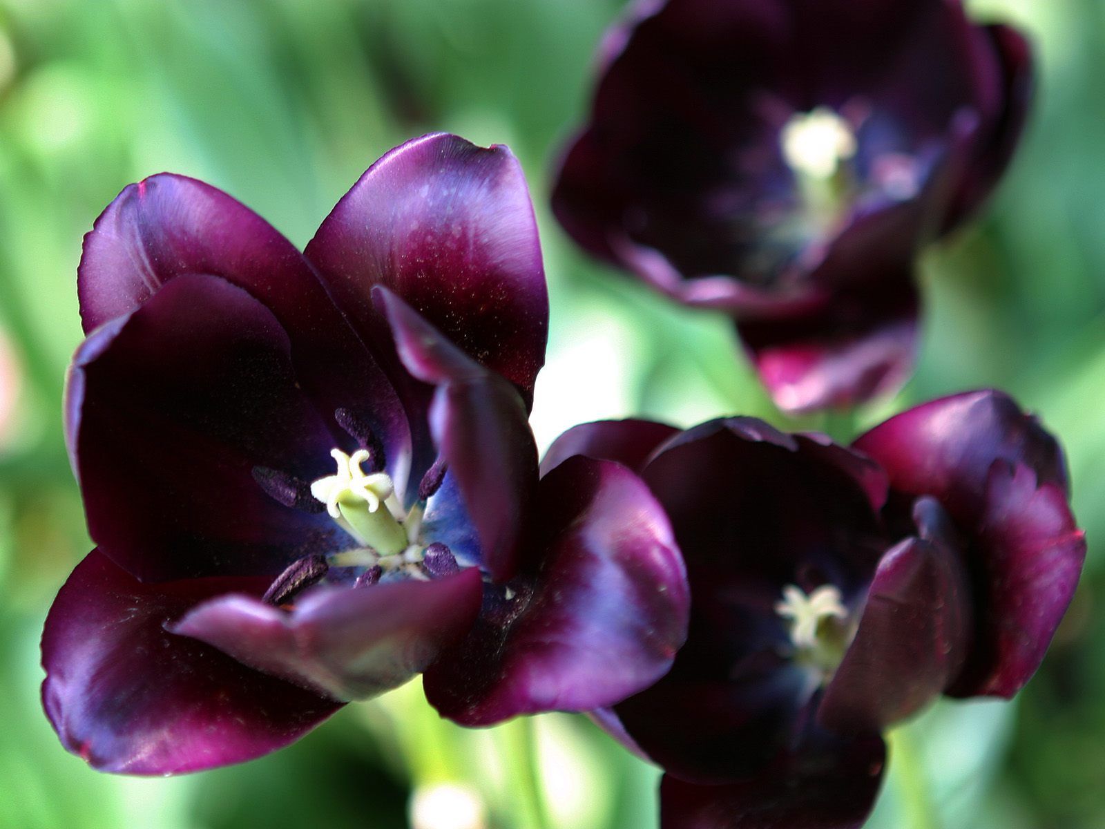 Purple Tulips Development