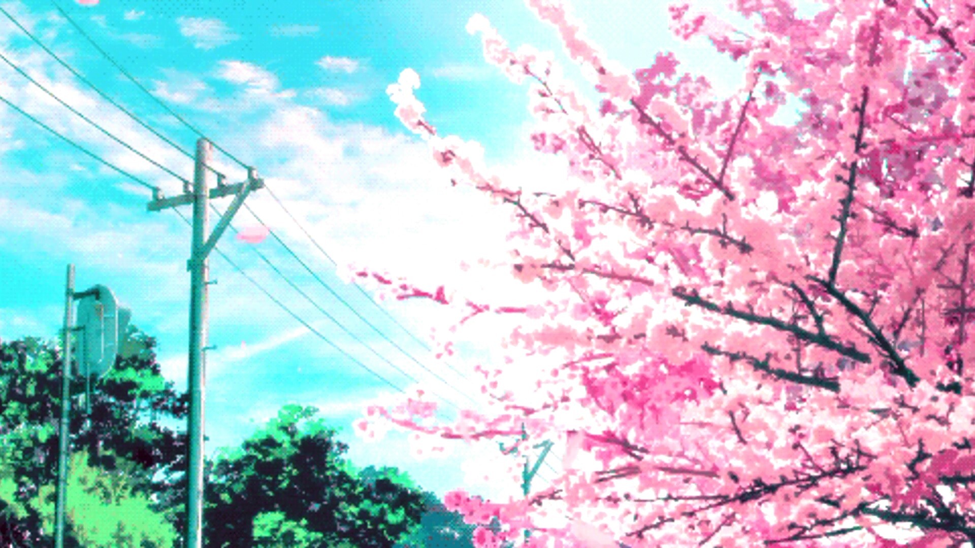 Cherry Blossom Wallpaper