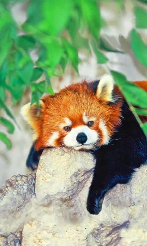 Red Panda Animals Bear Cute Teddy HD Wallpaper Background