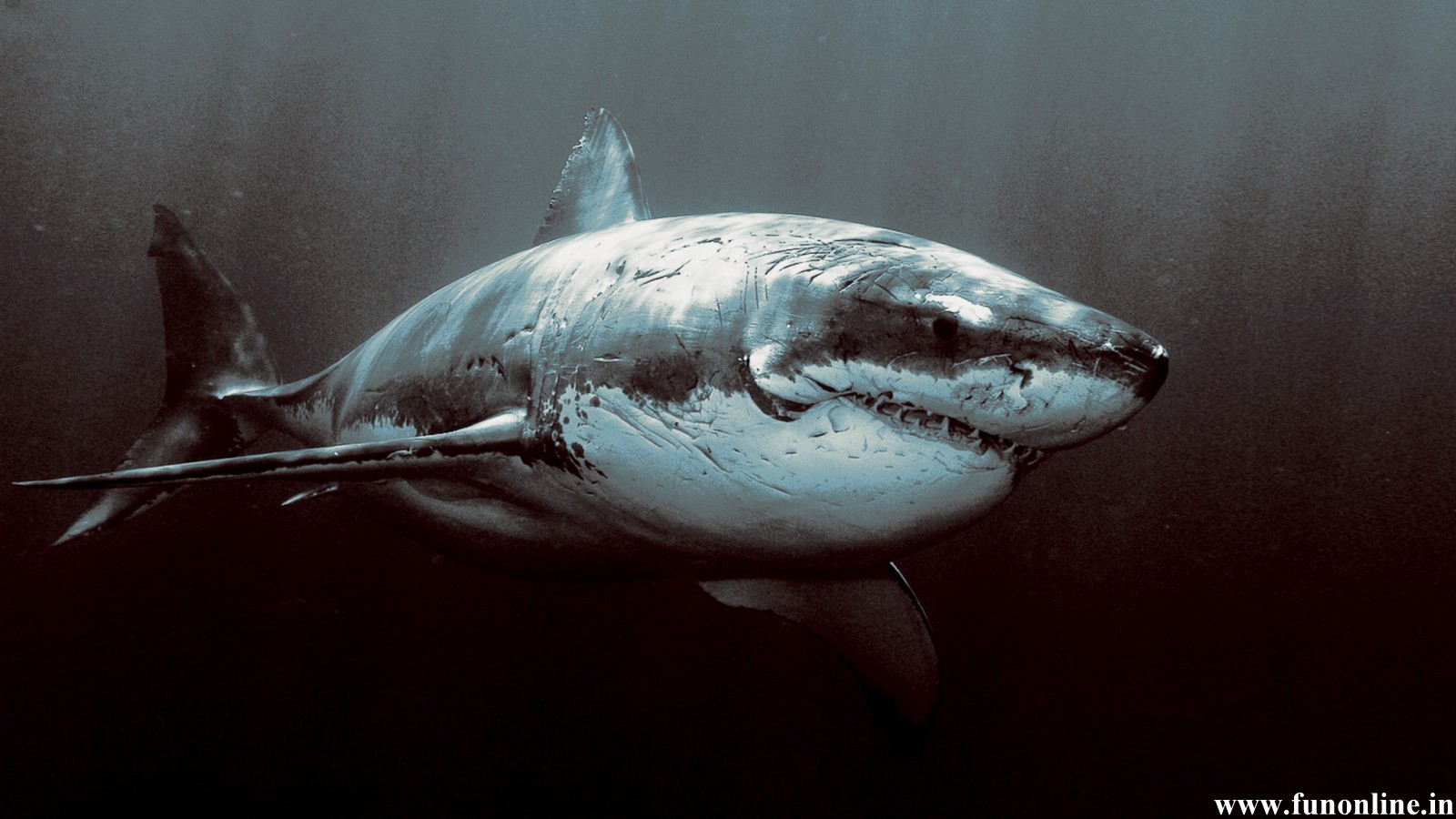 Scary Shark Wallpaper HD In Animals Imageci