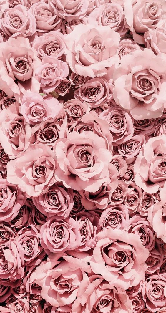 45 Beautiful Roses Wallpaper Backgrounds For iPhone