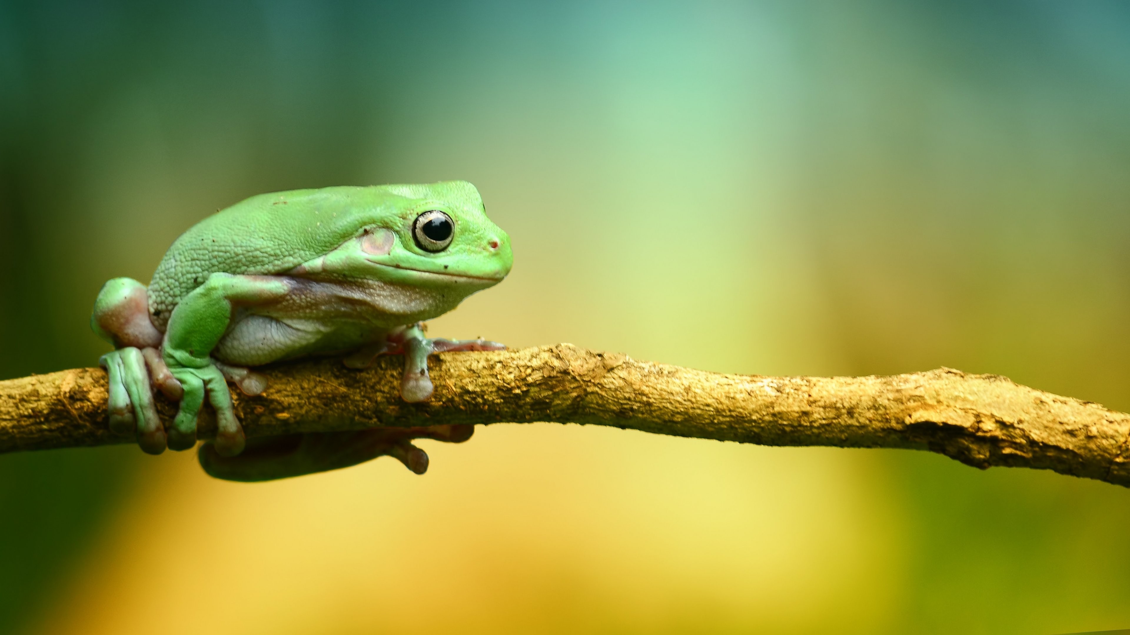 Frog Wallpaper For Android