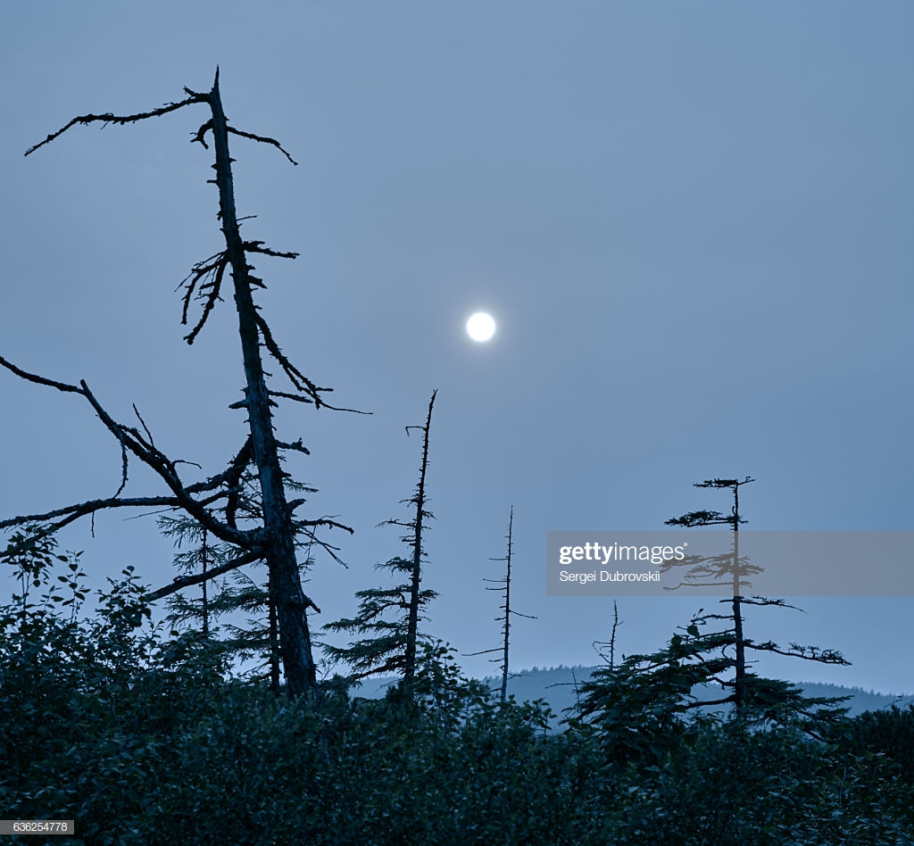 Silhouette Dry Old Trees On Background Moonlit Night Stock Photo