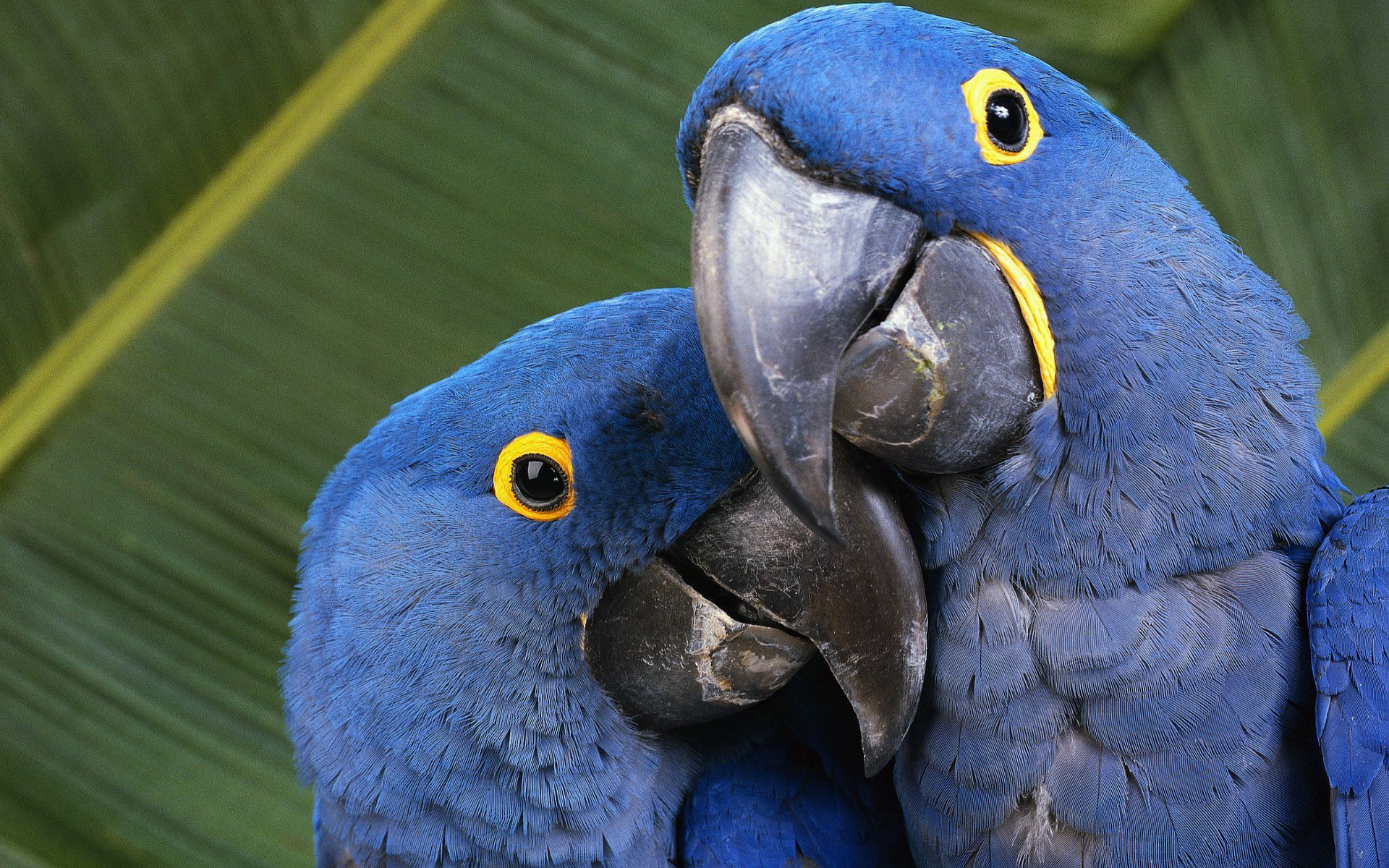  Explore the Collection Birds Parrots Hyacinth Macaw
