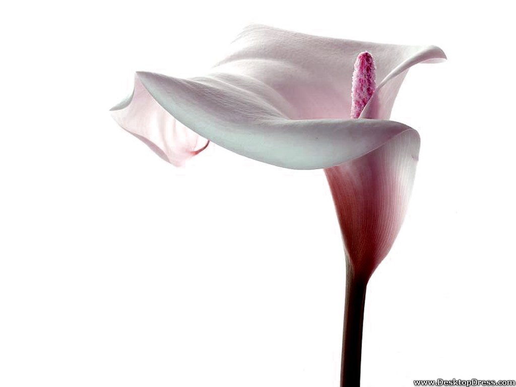 Desktop Wallpaper Flowers Background White Calla Lily
