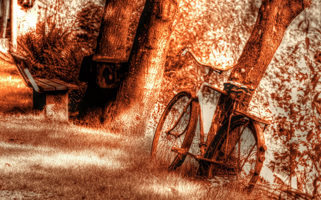 The nostalgic memory bicycles aesthetic photography