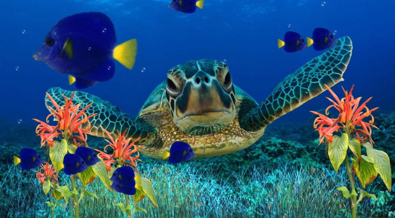 Cùng tải về bức ảnh nền động vật biển Coral Reef Aquarium để có thể thấy rõ những sinh vật sống động của đại dương trong máy tính của bạn. Ánh sáng lấp lánh bên dưới nước và những tế bào tia UV sẽ thực sự làm phong phú cho cho bức ảnh nền của bạn. 