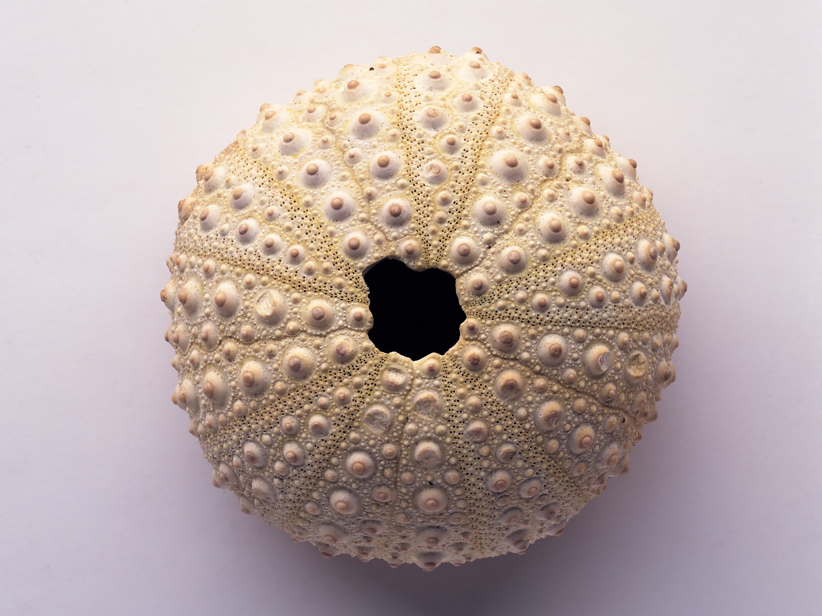 Related Wallpaper Nature Ocean Seashell Pumkin Shape