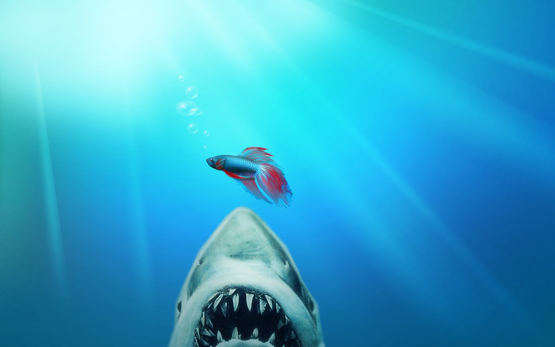 jaws sharks underwater best widescreen background awesome HD Wallpaper 1920x1200