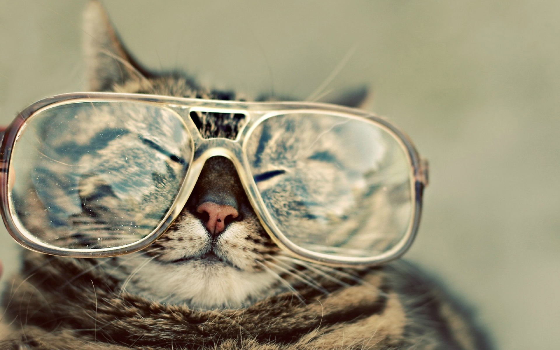 Funny Cat With Eyeglasses Widescreen And Full HD Wallpaper
