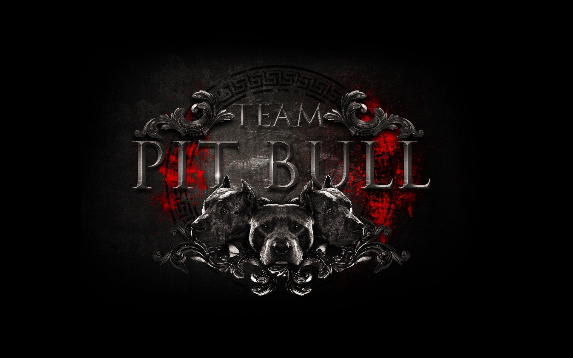 Pitbull Logo Wallpaper Graphic Pictures Hot HD