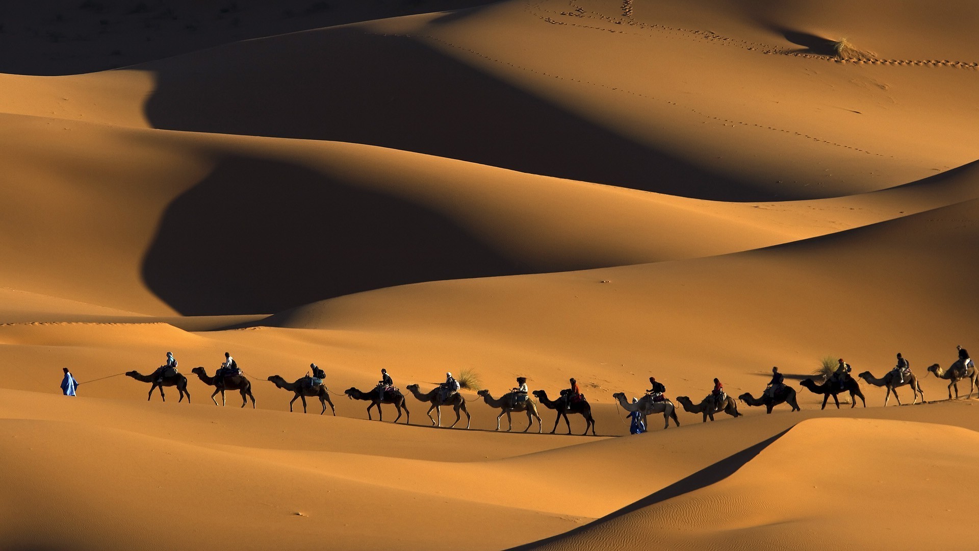 Nature Animals Landscape Camels Morocco Africa Sand Desert
