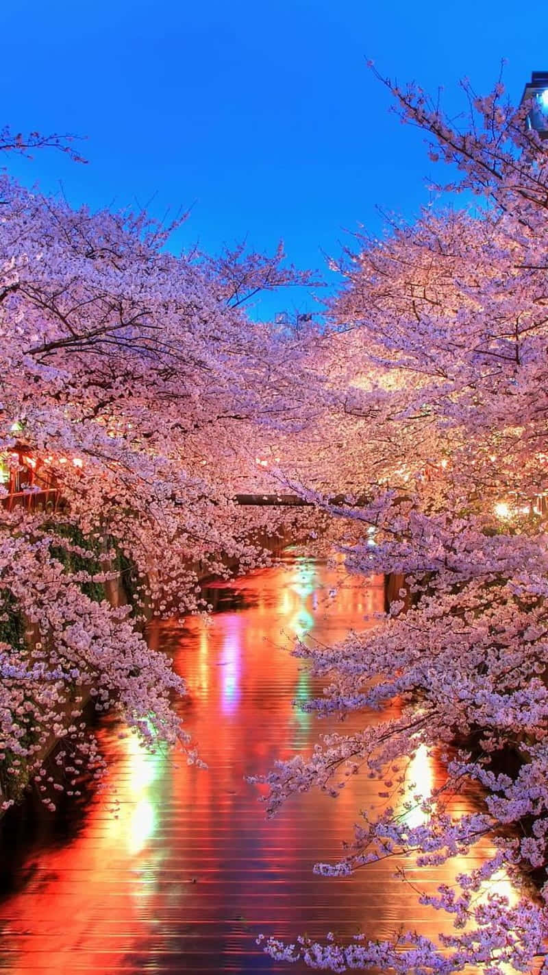 Pink Cherry Blossom Wallpaper